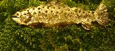 Freshwater Fish